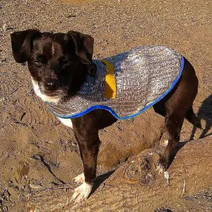 Chillybuddy Dog Cooling Vest for Summer